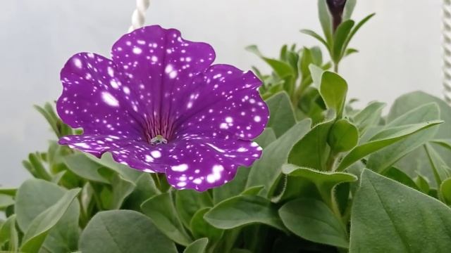 БЫВАЕТ ЛИ ПЕРЕСОРТИЦА В ИМПОРТНЫХ ЧЕРЕНКАХ?КАК ВЫГЛЯДЯТ СОРТА В ЖИВУЮ И НА КАРТИНКАХ. смотреть онлайн