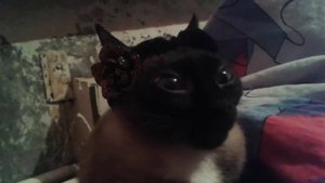 Паралич у кошки