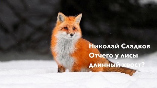 Аудиосказка для детей "Отчего у лисы длинный хвост" смотреть онлайн