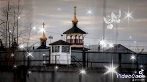 Голуби летят над нашей зоной