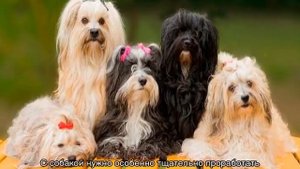 Гаванский бишон хаванез: описание породы