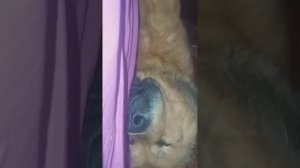 Тибетский мастиф ( Гассан ) храпит