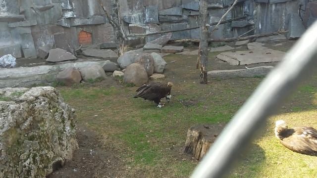 Бурый гриф Бородач (Aegypius monachus). Московский зоопарк (Moscow Zoo). смотреть онлайн