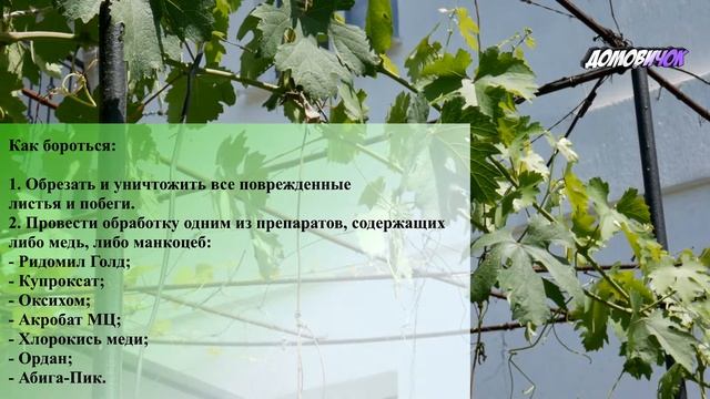 Антракноз Винограда - Пятна на Винограде - Как вылечить Антракноз на Винограде