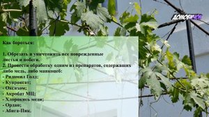 Антракноз Винограда - Пятна на Винограде - Как вылечить Антракноз на Винограде