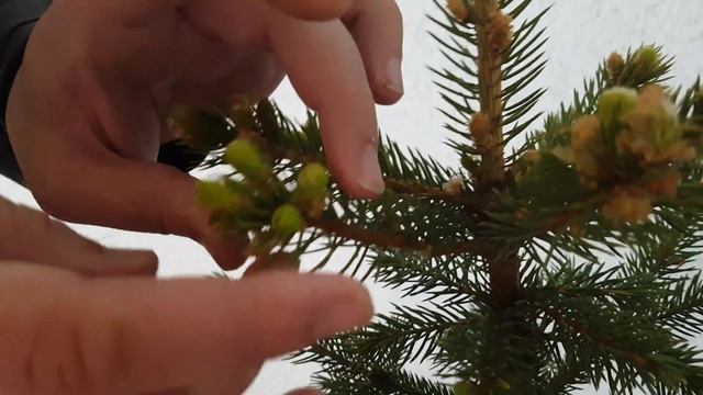 Голубая ель мисти блю 30-40 см смотреть онлайн