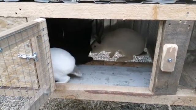 Кролики быстро размножаются 🐇 смотреть онлайн