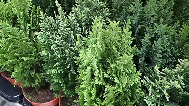 Chamaecyparis mix смотреть онлайн