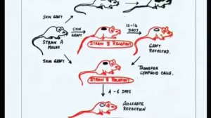 Mod-10 Lec-19 The major histocompatibility complex --Part 1