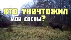 Кто уничтожил мои сосны?