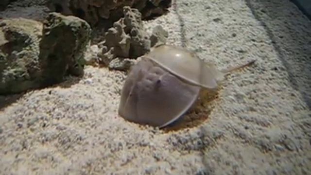 Molting horseshoe crab (Limulus polyphemus)
