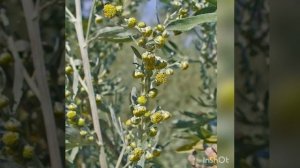 Полынь горькая - Чернобыльник, в магии,медицине, хозяйстве.