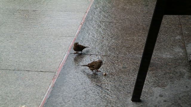 #Turkey#İstanbul#время обеда в королевстве воробьев/Serçelerin Krallığında Akşam Yemeği Vakti/2020 смотреть онлайн