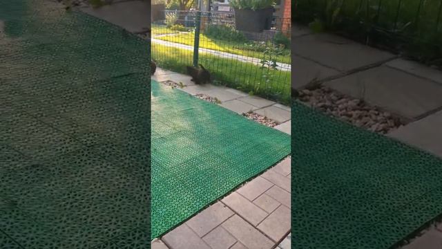 Свободен мальчик ши тцу смотреть онлайн