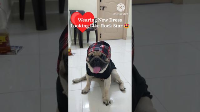 || Pug Puppies || Funny Pugs || Wearing New Clothes ||