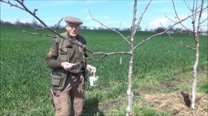 Весенняя формировка кроны грецкого ореха на демонстрационном участке. Часть II. Апрель 2023