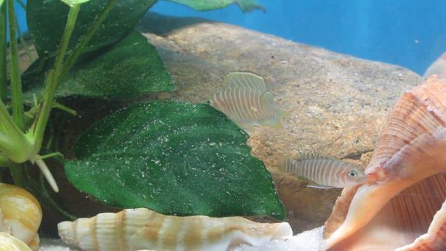 Мир Танганьики в аквариуме - это удивительно! смотреть онлайн