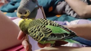 Птичкины красавчики на любимой птичке развлекаются ❤️