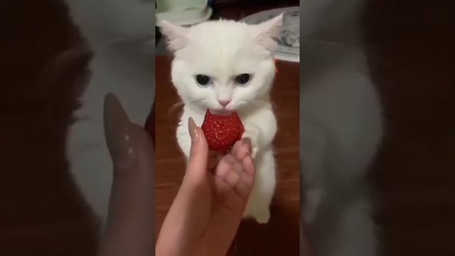 funny cat