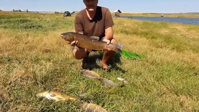 Платная рыбалка, пруд Черноморец 11.07.20г. Уловы рыбаков смотреть онлайн