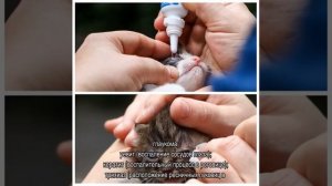 У кота текут глаза прозрачной жидкостью: что делать