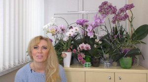 Я и ОРХИДЕИ? С чего все началось.