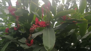 виктория, дом гигантов