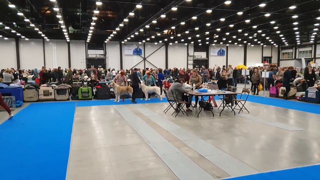 15 декабря 2019 Выставка собак ранга САС1В г. Санкт-Петербург, эксперт Боян Матакович ТИМЕРТАШ ШАХН смотреть онлайн