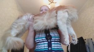 Тиффани-огромная кошка Мейн кун. Возраст 8 лет.