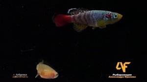 Нотобранхиус Гюнтера. Nothobranchius guentheri Zanzibar