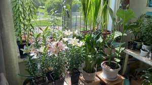 Цветение лилий дома в горшках ? балконный сад