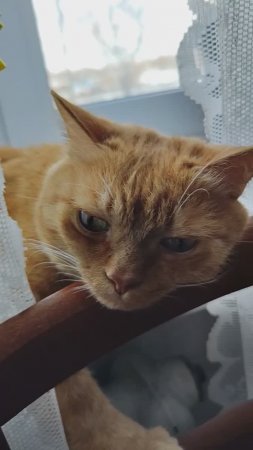 Милый кот Филя