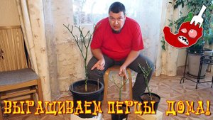 Подрезка перца чили на зиму или обрезка перца осенняя
