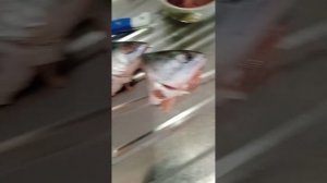 самец и самка горбуши, отличие.