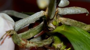 пожелтел лист орхидеи ? Почему у орхидеи желтеют листья