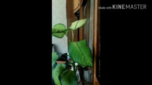 Басс тест моего музыкального центра LG LF-K9350 (про этот центр больше нет видео на YouTube)