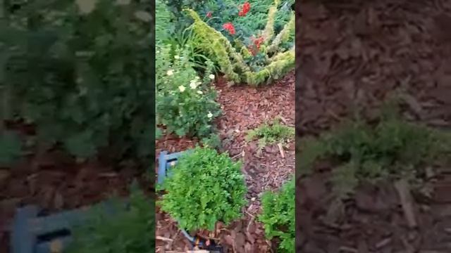Мульчирование Роз корой лиственницы ?barkinwood