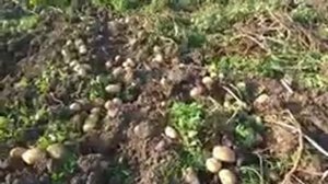 Картофель Голубизна и Даренка.