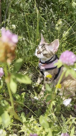 Сегодня ровно год, как это ЧУДО с нами ❤ #кошка #кот #котики #кошки #домашниеживотные