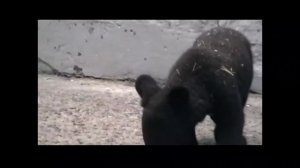 Медведи гималайские белогрудые