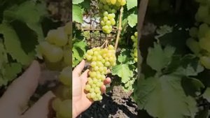 Сорт винограда Лиепаяс дзинтарс @Krasokhina
