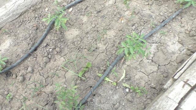 Крапельний полив. Що з трубками на третій рік? смотреть онлайн