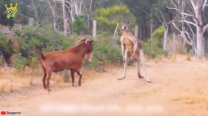 ШОК! Животные сходят с ума!