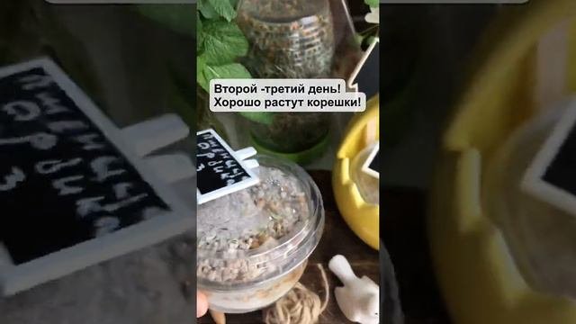 Проращиваем травку на Пасху (или для котиков)