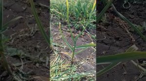 Уборка однозубки чеснока