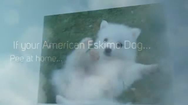 How To Train American Eskimo Dog смотреть онлайн