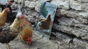 Петухи видят своё отражение в зеркале. Roosters in the mirror
