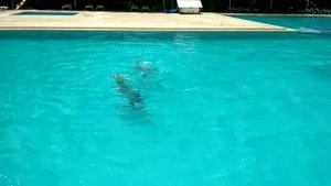 Синхронное плавание тренировка