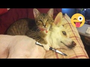 Best Funny Animals Videos - Funny Cats? and Crazy Dogs? Videos 2022 Compilation! -Pet Fun.mp4