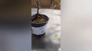 Распаковка и посадка киви(Хейворд и мальбэк) ,белой клубники( вкус ананаса)  и кофейного дерева.